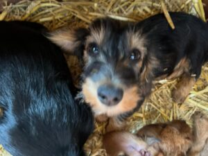 Overtredingen vastgesteld na politie-inval bij Bert's Animal Verhuur