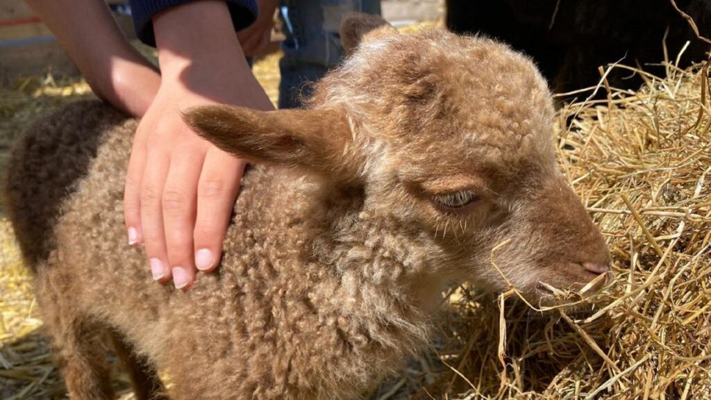 Overtredingen vastgesteld na politie-inval bij Bert's Animal Verhuur