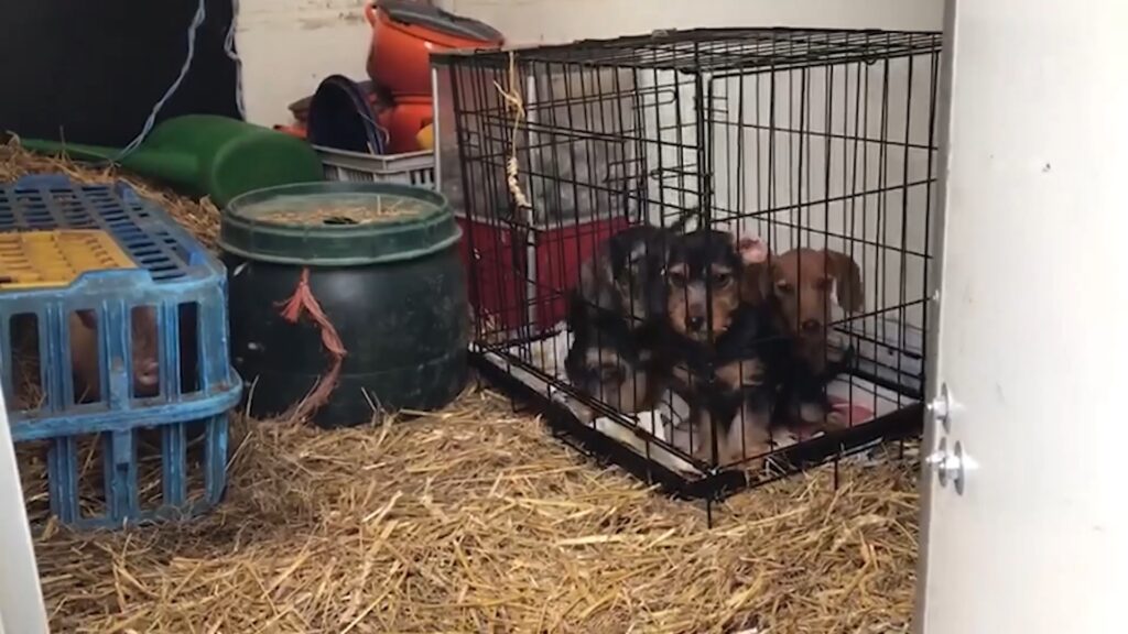 Illegale hondenhandel bij Bert’s Animal Verhuur