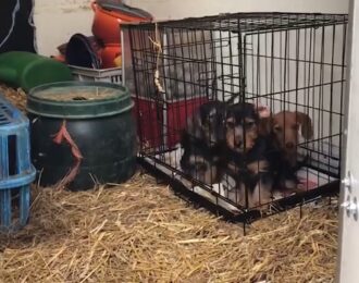 Illegale hondenhandel bij Bert’s Animal Verhuur