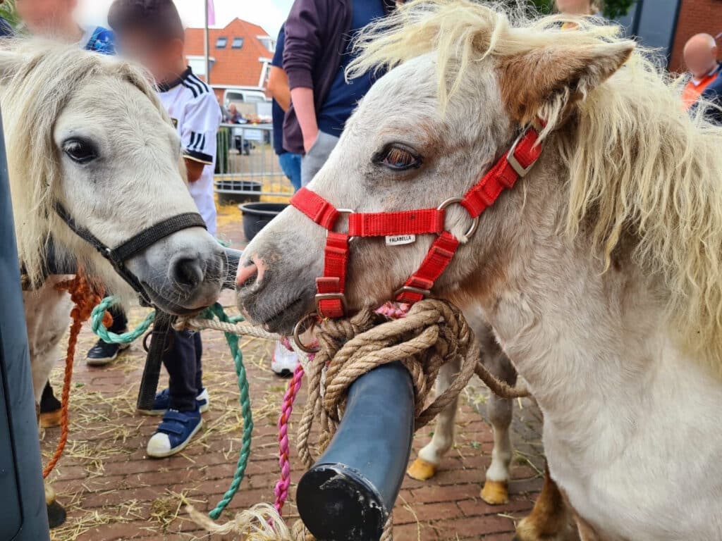 House of Animals deed aangifte tegen verloting pony op Denekamper paardenmarkt