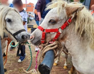 House of Animals deed aangifte tegen verloting pony op Denekamper paardenmarkt