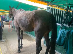 House-of-Animals-paarden-in-nood-Oekraine