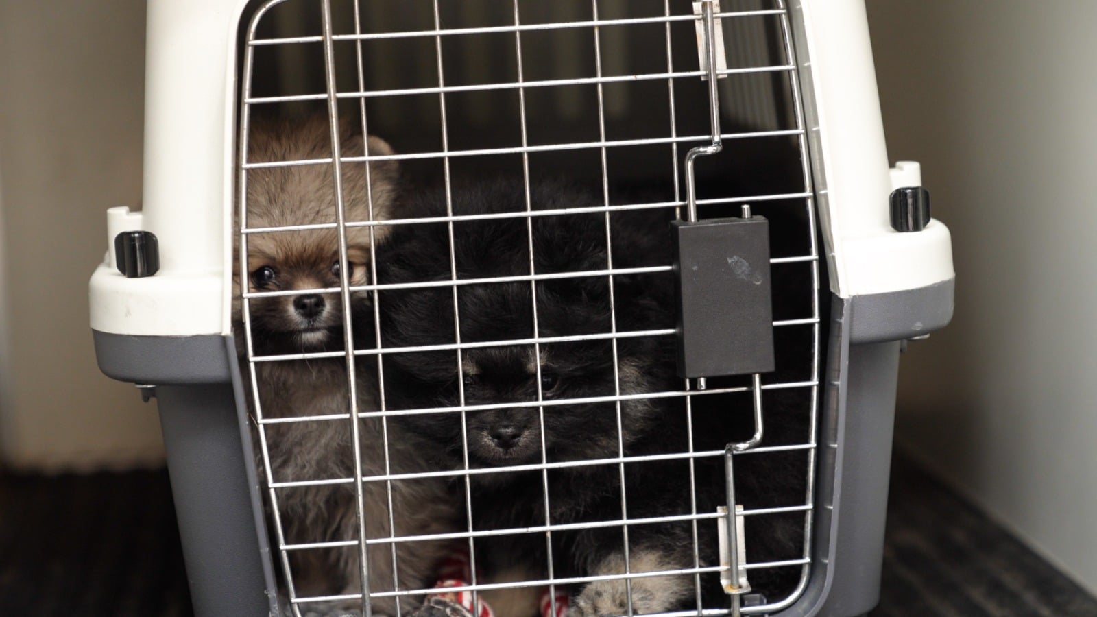 Politie grijpt in bij illegale puppyhandel in Vlaardingen | Foto: Politie
