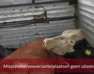 Misstanden op verzamelplaatsen voor vee zijn geen uitzondering maar regel | Beeld: ©House of Animals