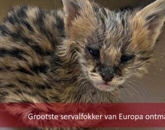 Grootste servalfokker van Europa ontmaskerd