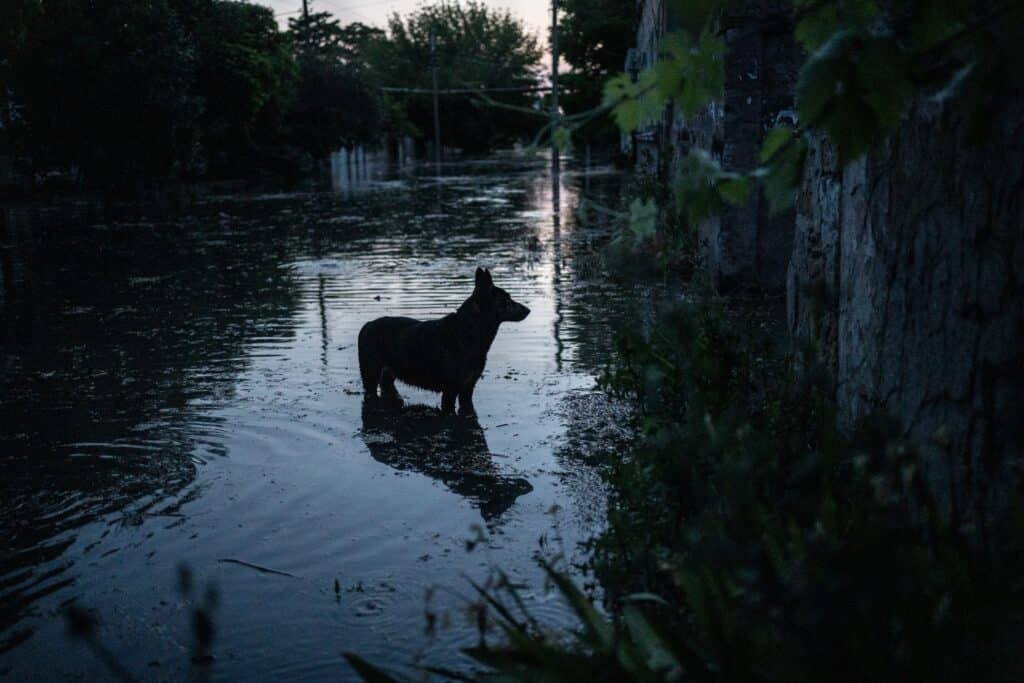 House of Animals naar overstroomd rampgebied Oekraïne