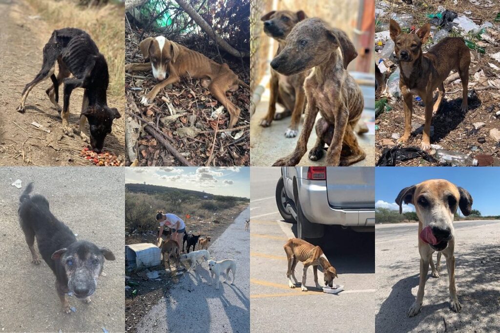 House of Animals biedt petitie aan tegen doden van honden en katten op Curaçao