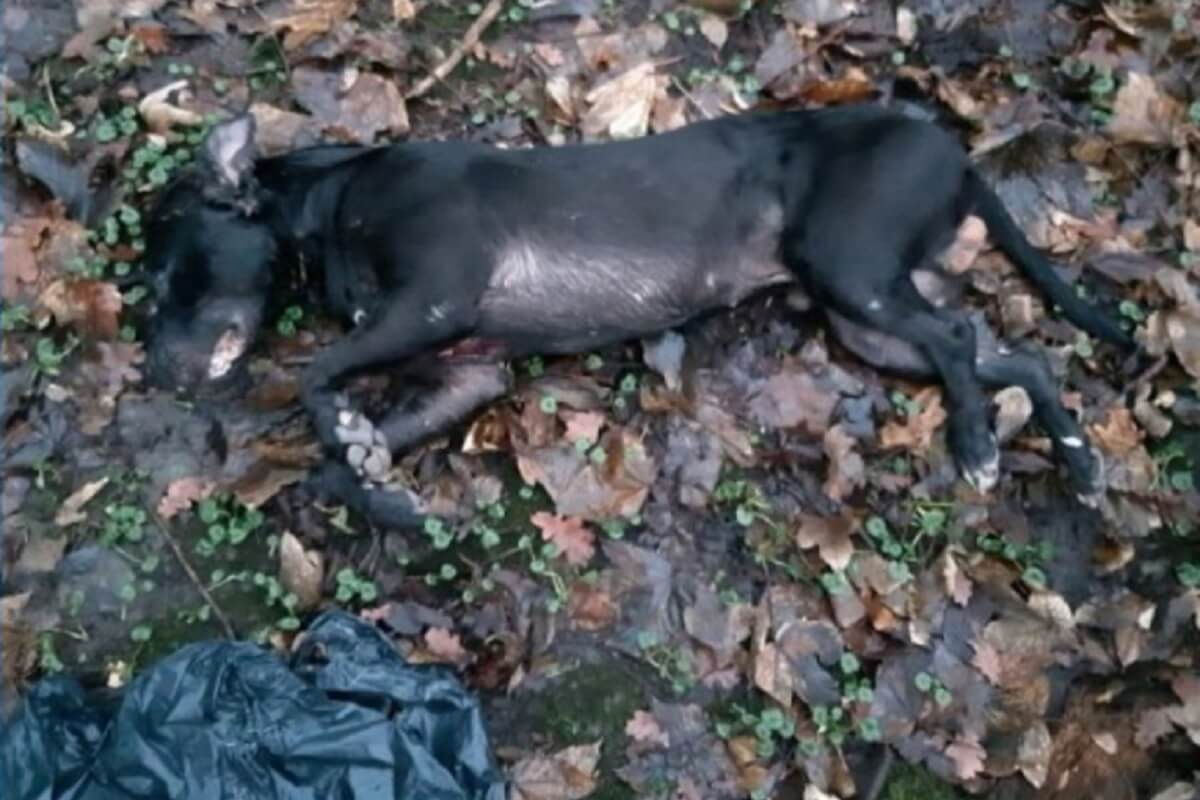 Getuigen gezocht: Wie dumpte deze gewonde dode hond? | Foto: Politie Amsterdam