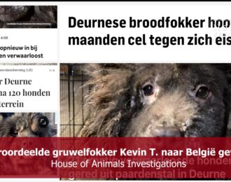 Veroordeelde gruwelfokker Kevin T. naar België gevlucht