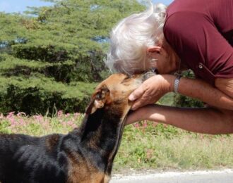 Massaal vangen en doden zwerfdieren Curaçao van de baan