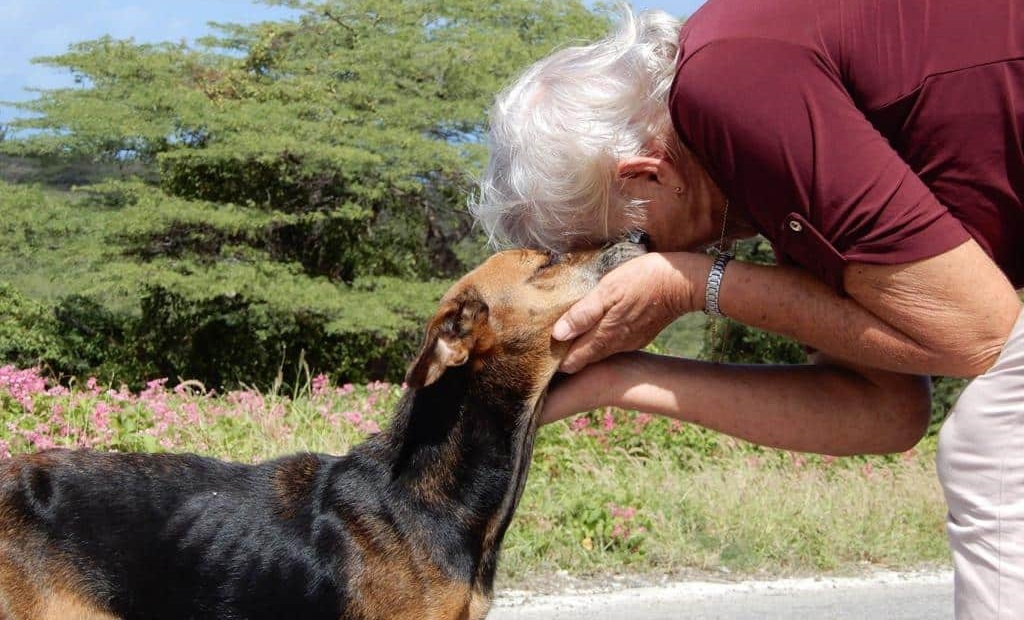 Massaal vangen en doden zwerfdieren Curaçao van de baan