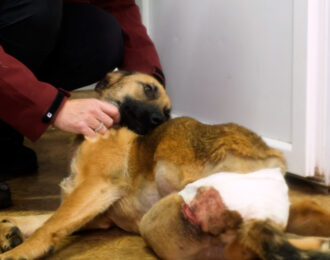 House of Animals realiseert noodhospitaal voor oorlogsdieren in Oekraïne