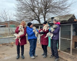 Kerstbrokken voor The City of Dog in Mikolaiv