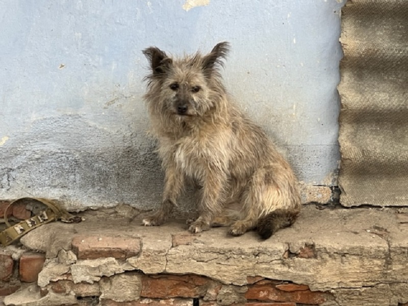 Kerstbrokken voor The City of Dog in Mykolaiv