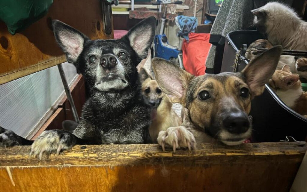 Kerstbrokken en liefde voor oorlogsdieren in Oekraïne