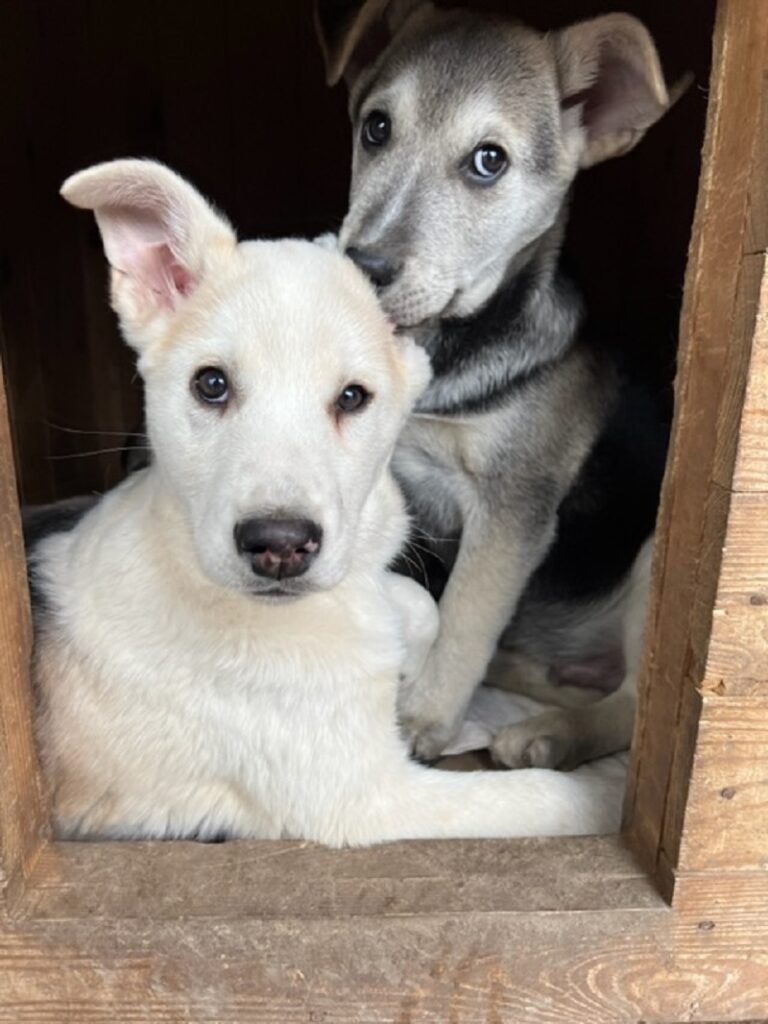 Kerstbrokken voor The City of Dog in Mykolaiv