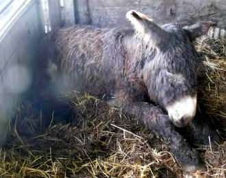 Bert's dieren zijn aan de goden overgeleverd