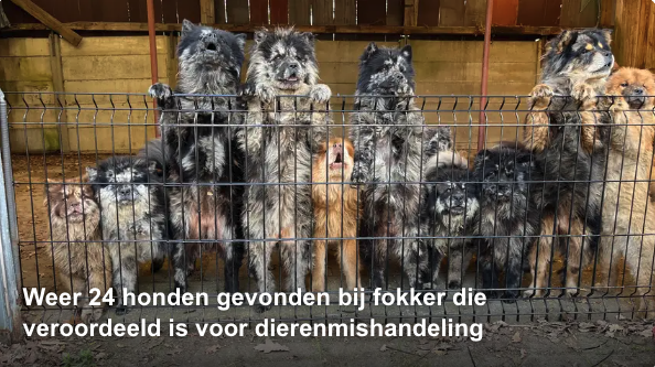 Weer 24 honden gevonden bij fokker die veroordeeld is voor dierenmishandeling | NU.nl