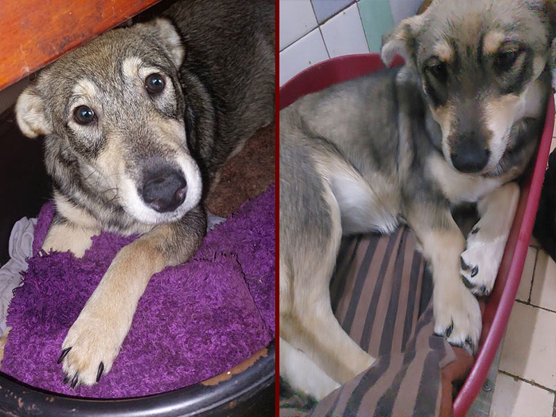 Busya en Basya
De puppy’s sprongen in de auto van dierenverzorgster Angel tijdens een sneeuwstorm  en wilden ze er niet meer uit.