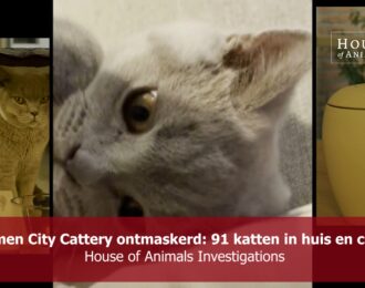 Kremen City Cattery ontmaskerd met 91 katten in huis en caravan