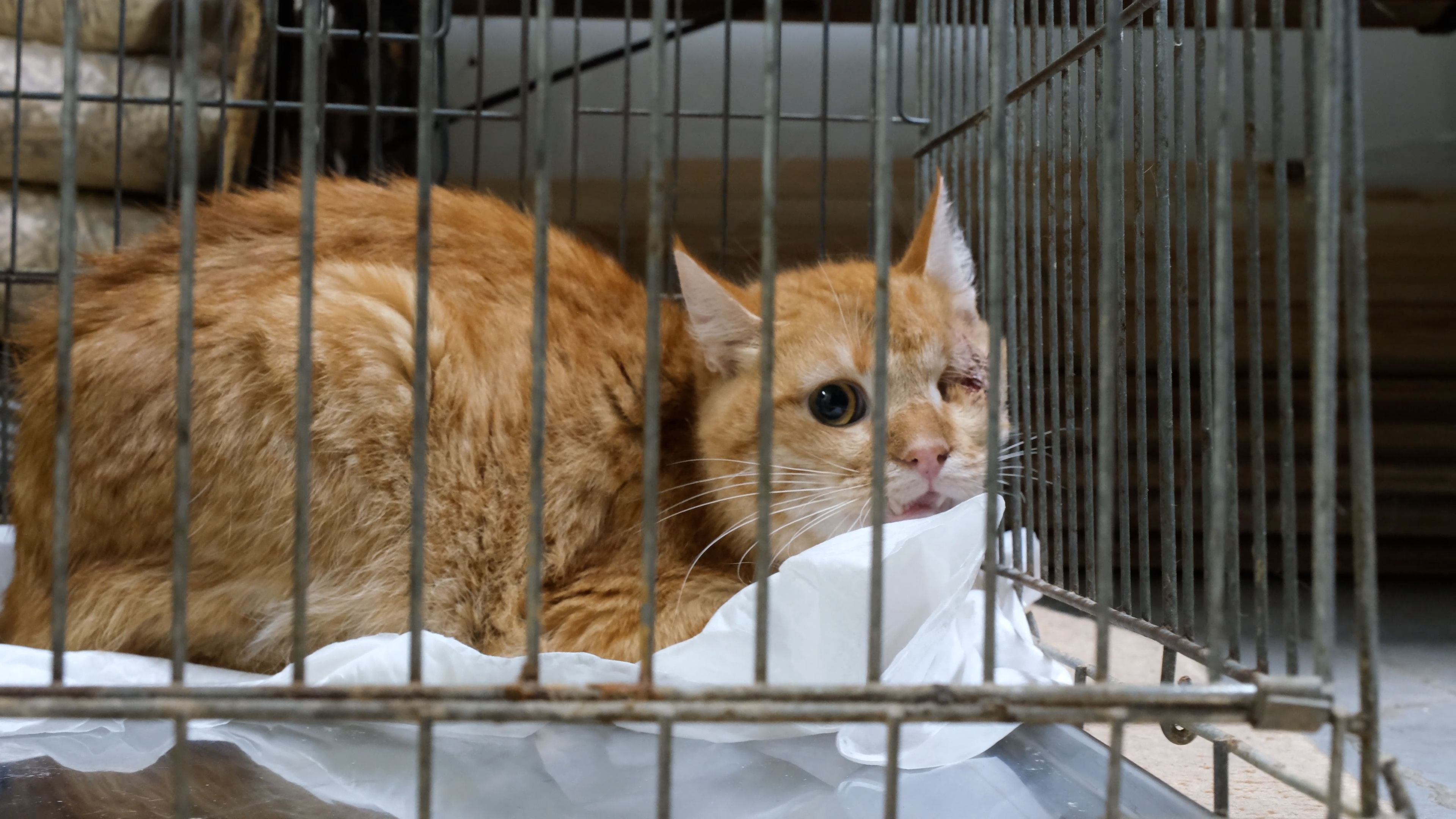 Kater Phil Phil werdt binnengebracht met een gebroken kaak en een uitgeslagen oog en had direct medische hulp nodig.