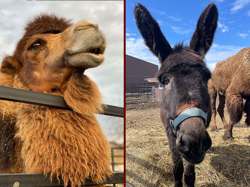 Yasha & Masha zijn maar net aan de dood ontsnapt. De ernstig zieke en magere dieren zouden gevoerd worden aan de leeuwen.