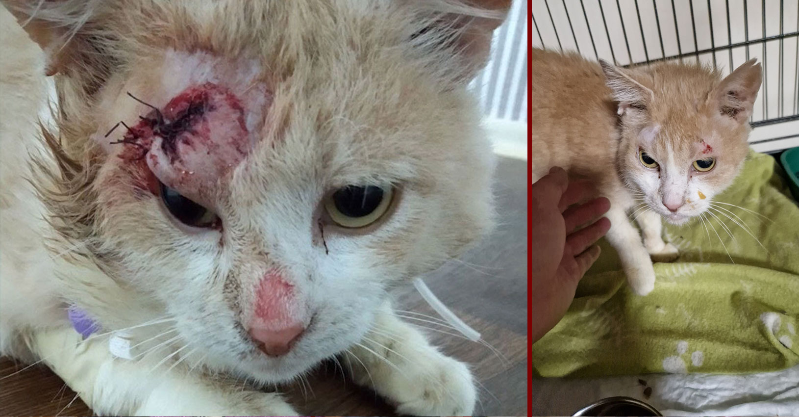 Kater Peach Peach werd gered uit een gebombardeerd huis. De zwaargewonde kater kon niet uit de woning ontsnappen en was aan zijn lot overgelaten.