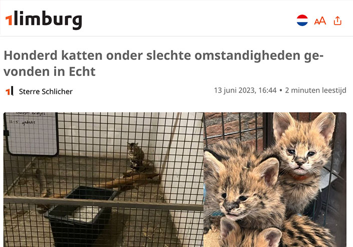 Honderd katten onder slechte omstandigheden gevonden in Echt