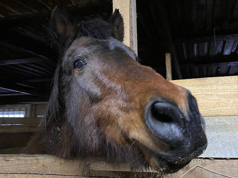 Paard Kamila
Kamila raakte gewond door een raket en raakte getraumatiseerd, ze werd angstig en gestrest.