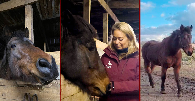 Paard Kamila Kamila raakte gewond door een raket en raakte getraumatiseerd, ze werd angstig en gestrest.