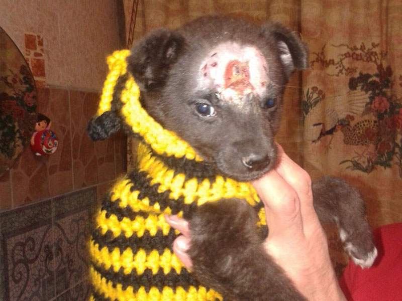 Hondje Mouse De kleine Mouse heeft geen makkelijke start gehad. Met een grote schotwond op haar hoofd kwam ze aan bij Angel.