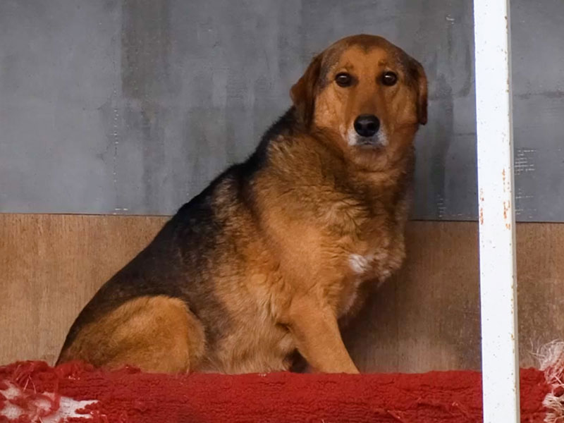 Hondje Mukthar Mukhtar werdt gevonden op een industrieterrein. Hij was ondervoed en verzwakt en had een grote tumor.