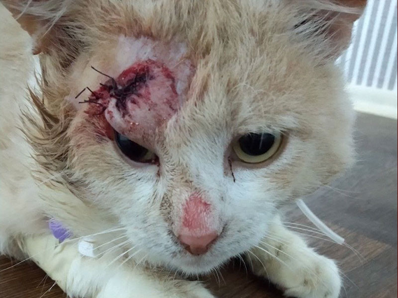 Kater Peach
Peach werd gered uit een gebombardeerd huis. De zwaargewonde kater kon niet uit de woning ontsnappen en was aan zijn lot overgelaten.