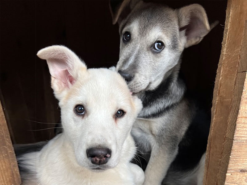 adopt - Zes lieve, schattige puppy’s
werden in een zak bij the City of Dogs in de steek gelaten.