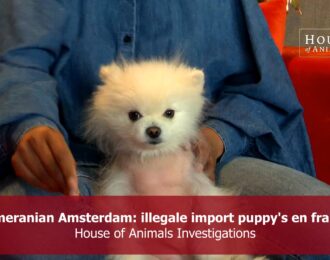 Pomeranian Amsterdam: illegale import puppy's en fraude