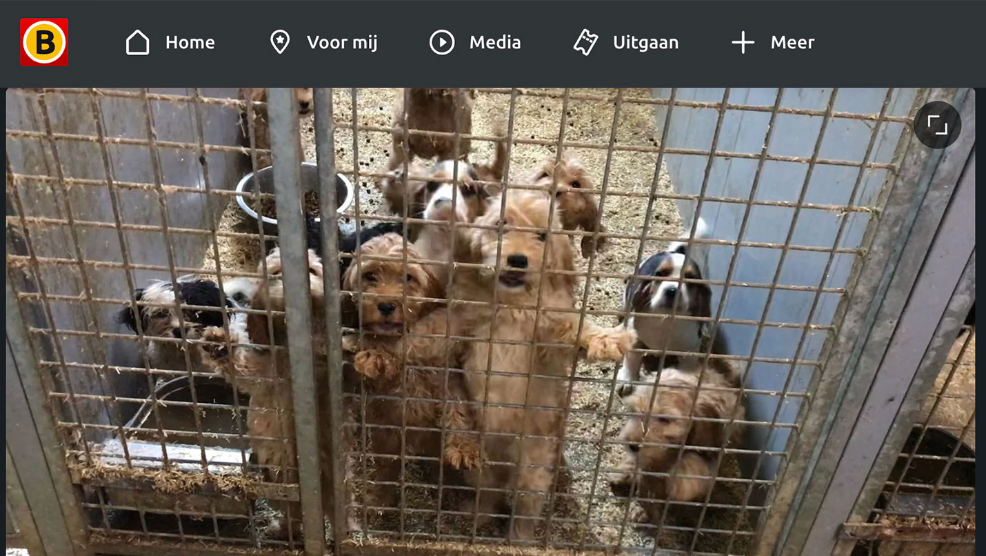 omroepbrabant_hoe-illegale-puppyfabriek-van-omstreden-fokker-te-werk-ging-een-overzicht