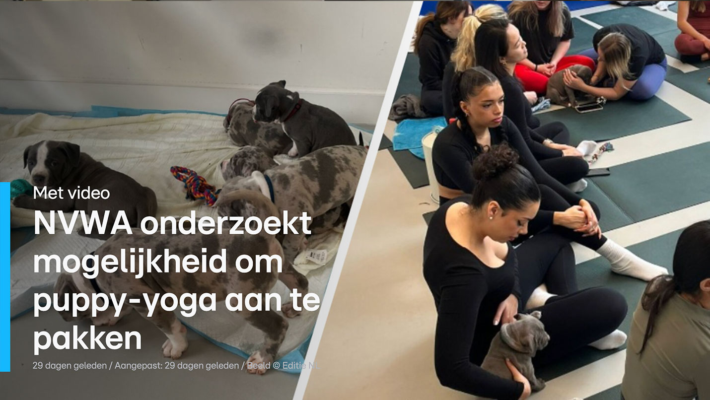 rtl_nvwa-onderzoekt-mogelijkheden-om-puppy-yoga-aan-te-pakken