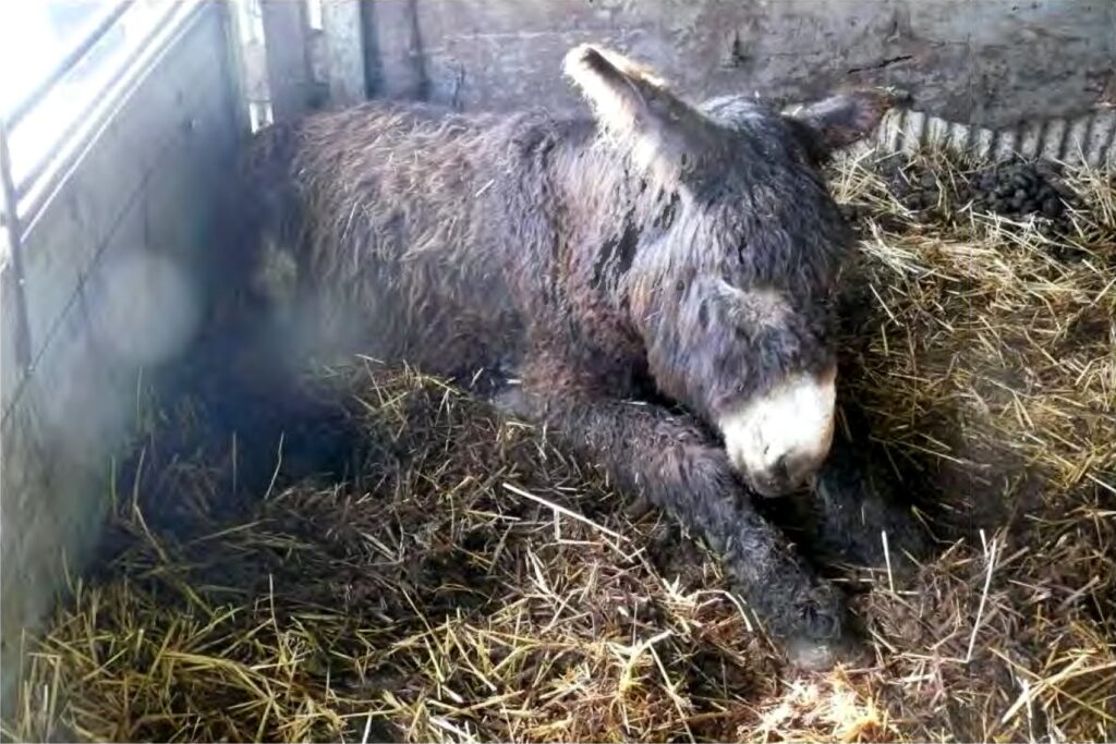 Gerechtigheid voor de dieren van Bert’s Animal Verhuur