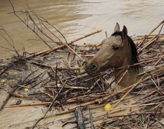 House of Animals helpt dieren in rampgebied Spanje