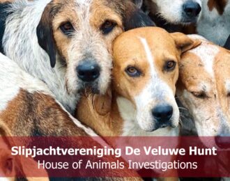 Meute van slipjachtvereniging De Veluwe Hunt