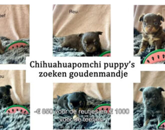 Houdverbod dieren faalt als straf