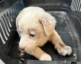 Deze puppy is gered van de vuurzee in Turkije. Er worden nu veel gewonde dieren opgevangen en verzorgd.