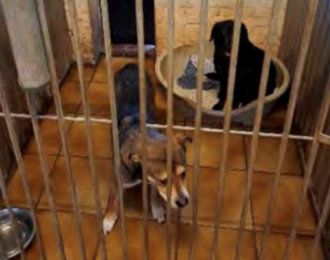 Twee honden met 1 mand in dierenpension D'Aanloop