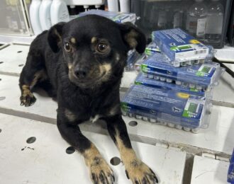 Geredde oorlogsdieren behandeld in Lucy's Emergency Animal Hospital