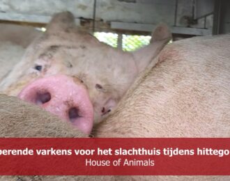 Creperende varkens voor het slachthuis tijdens hittegolf 2025