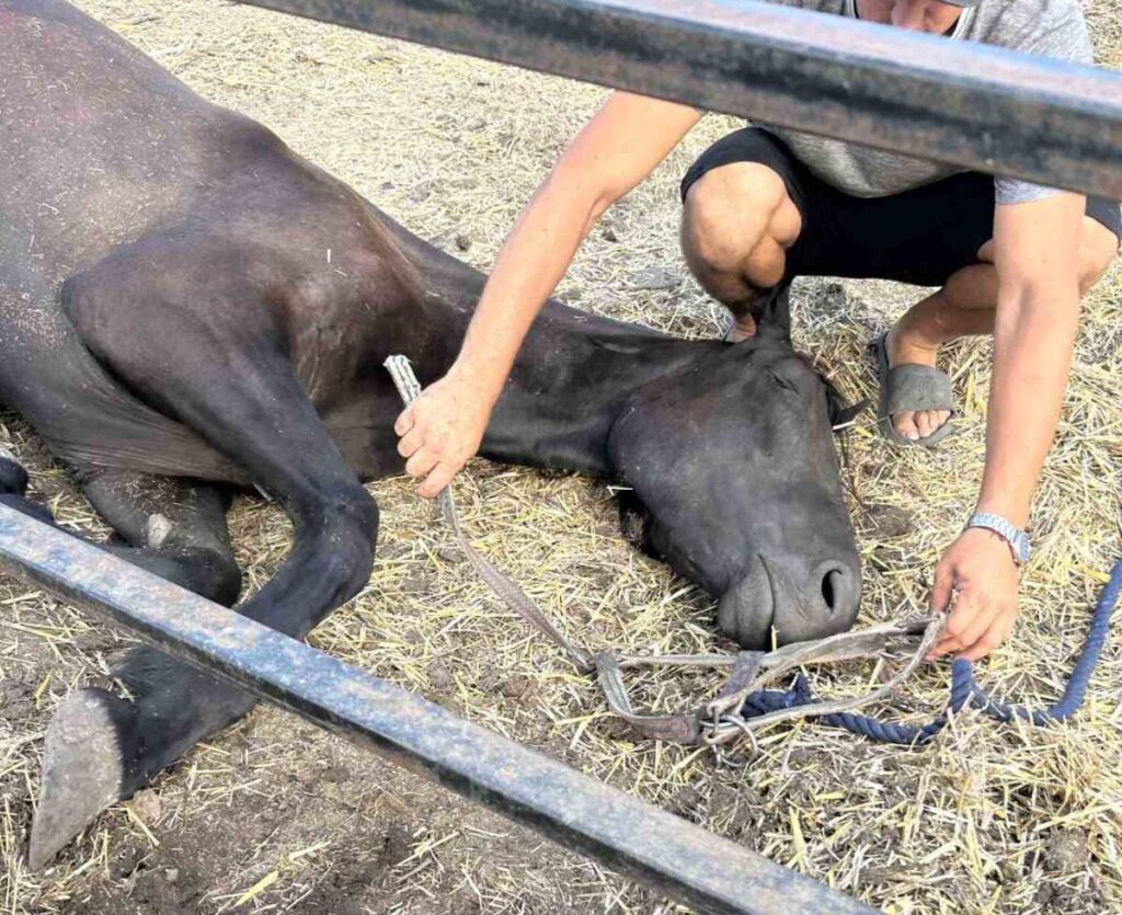 Urgent: Hooi dringend nodig in Oekraïne