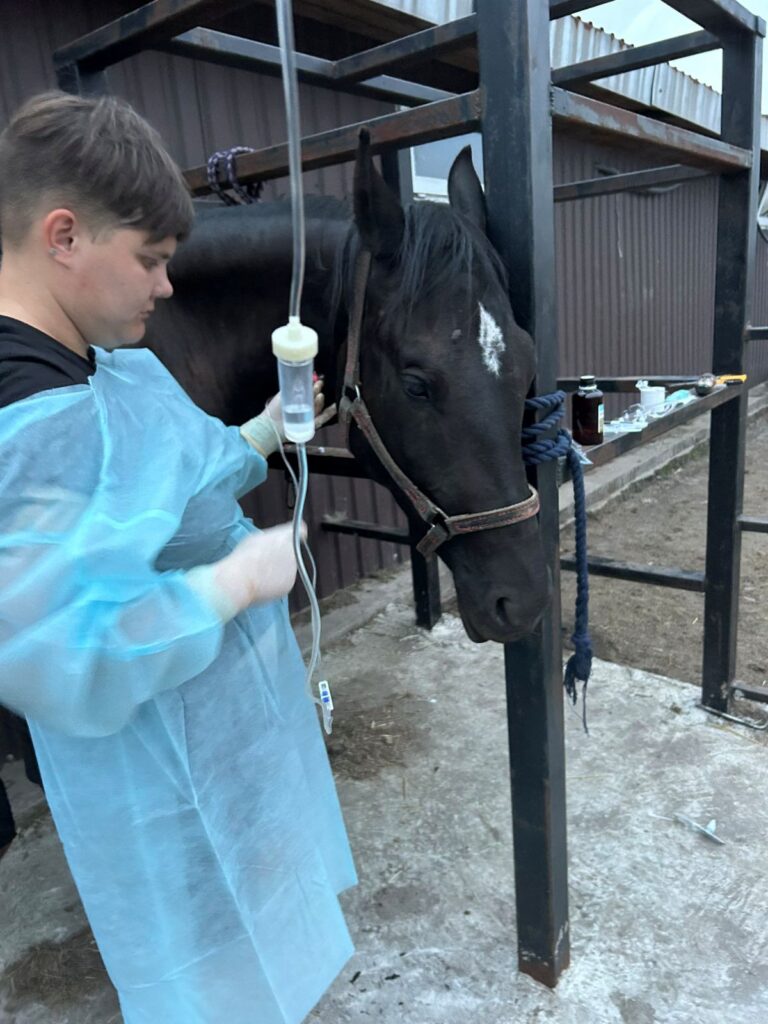 Pegasus zet alles op alles om de paarden te laten herstellen. Hooi is dringend nodig | Foto: Pegasus