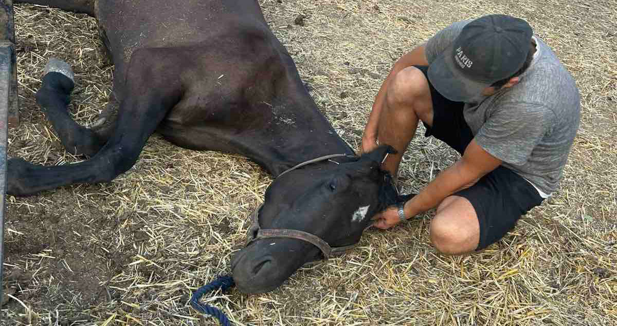 Help Oekraïense paarden overleven: doneer nu handvol hooi!