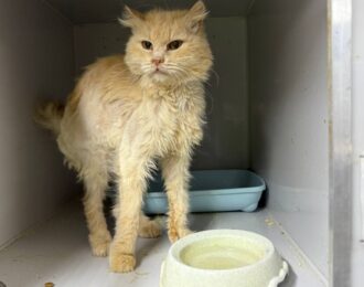 57 dieren gered van eiland des doods in Oekraïne
